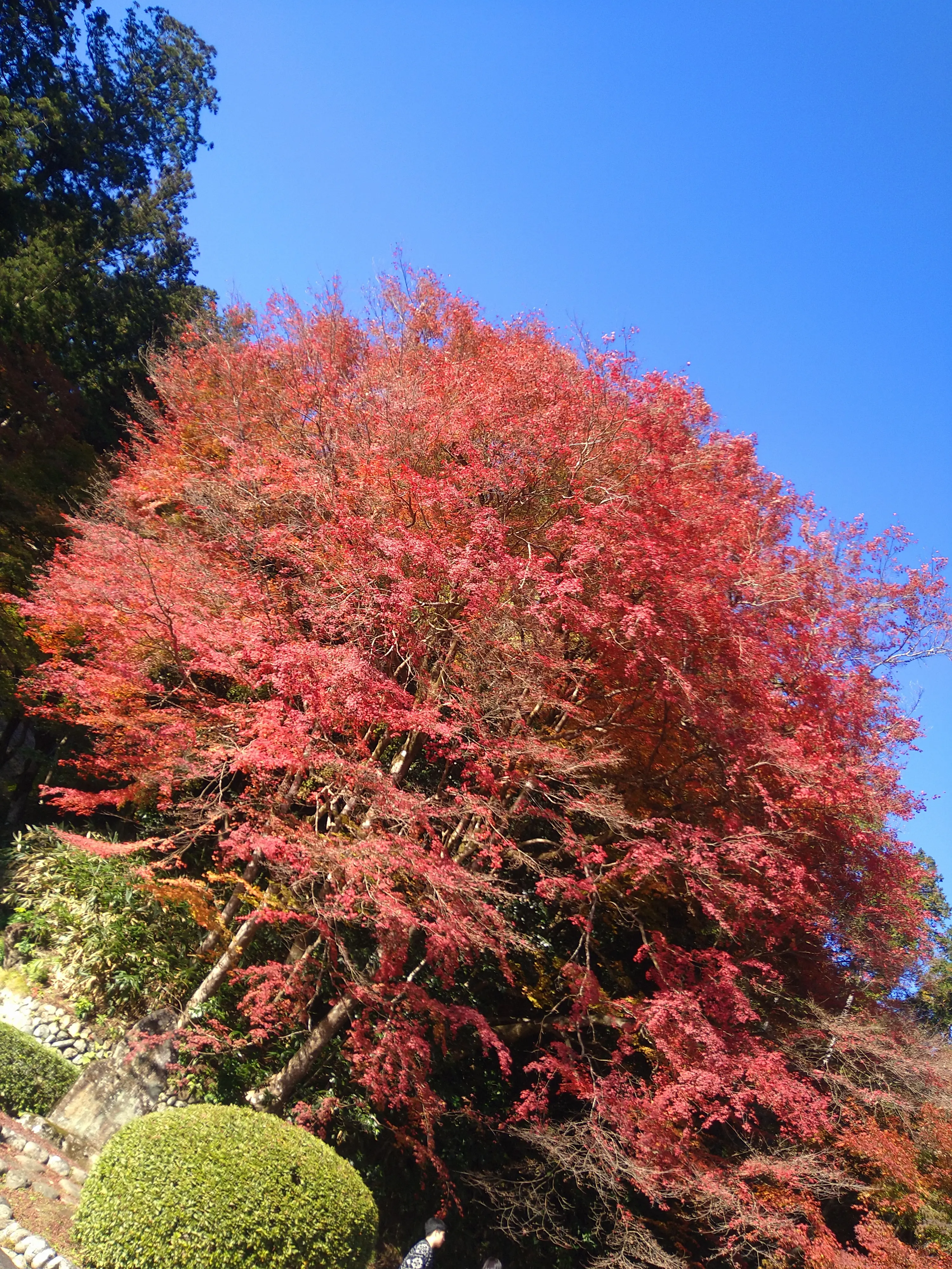 秋を探し求めて…紅葉に大銀杏に、行列の出来る鯛焼まで♡♡♡_1_2
