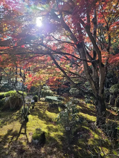 秋の紅葉とランチ_1_3