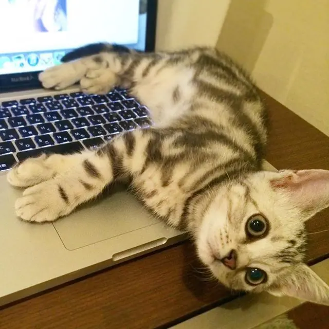 猫あるある。パソコン作業の邪魔をする_1_1