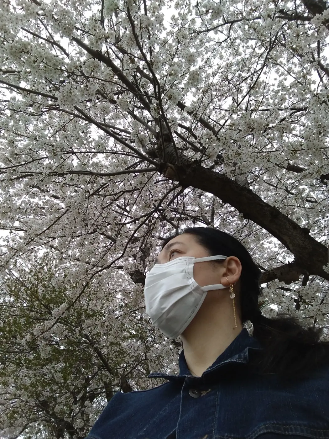 遅ればせながら、北国の桜が満開です。_1_6