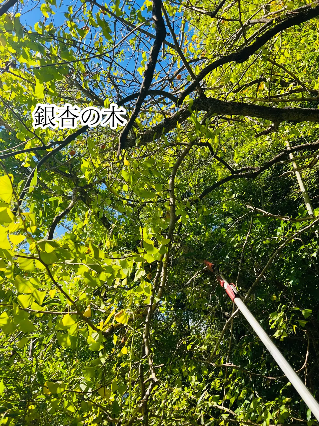 秋の恵みたっぷり！手作り酵素ドリンク_1_3