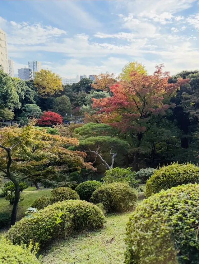 美しいバラと紅葉、旧古河庭園へ_1_14