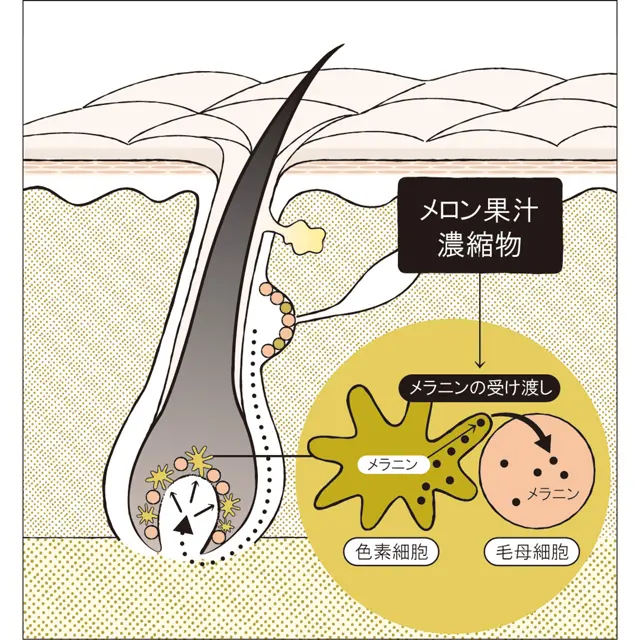 資料・写真提供:ミルボン