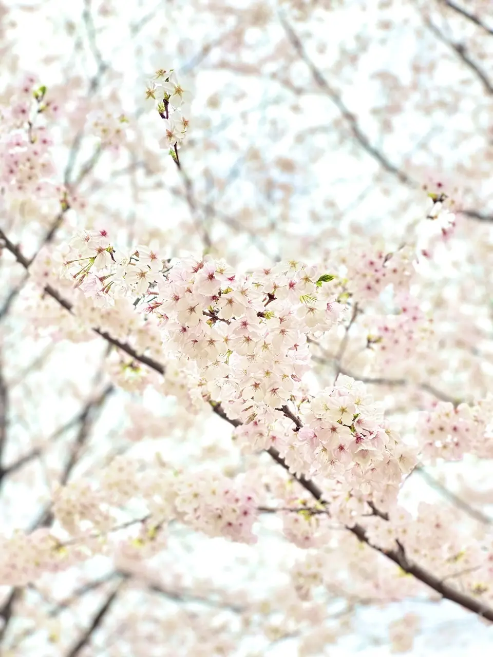 小学校校庭の桜
