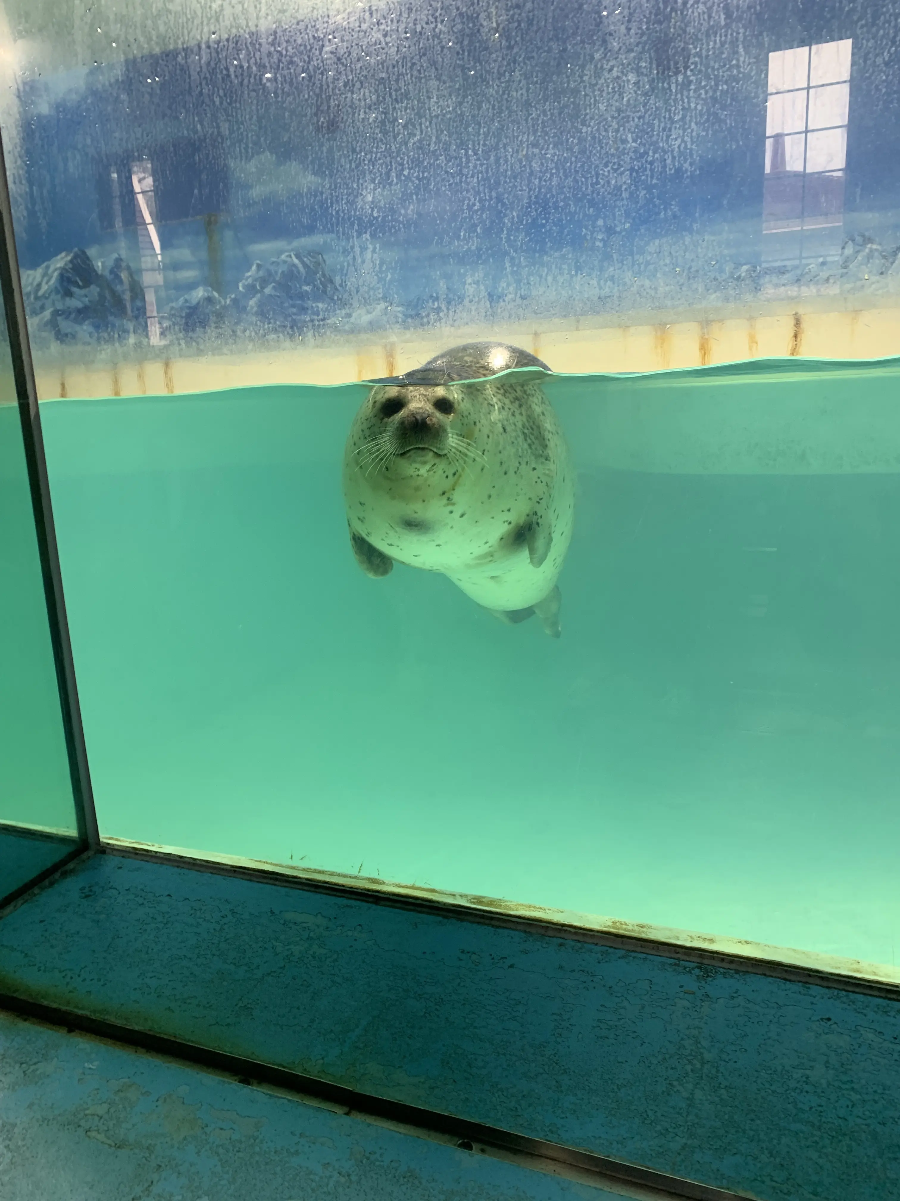 可愛い表情で近づいてくるゴマフアザラシ