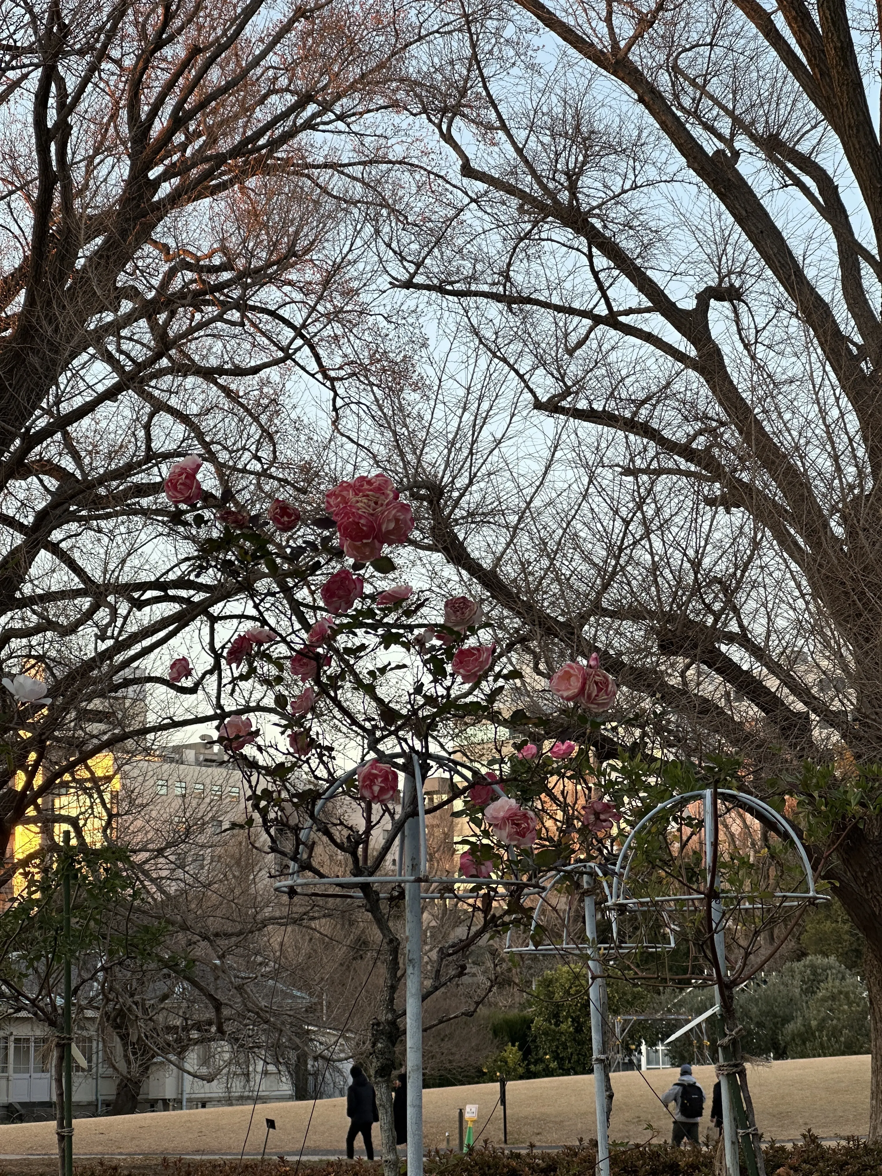 新宿御苑　都内　新宿　自然　散策　花　草木　庭園
