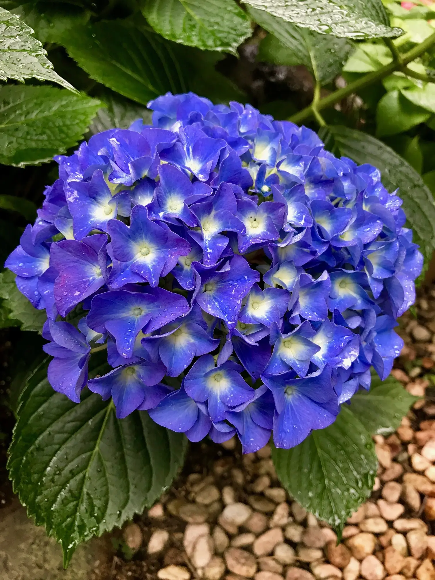 雨露を抱いた青い紫陽花