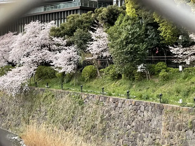 フェンス越しに見える桜。