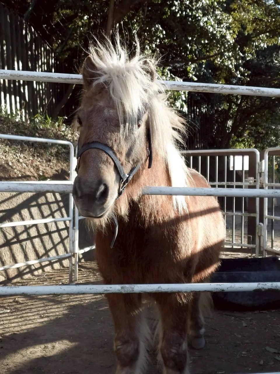 代々木ポニー公園