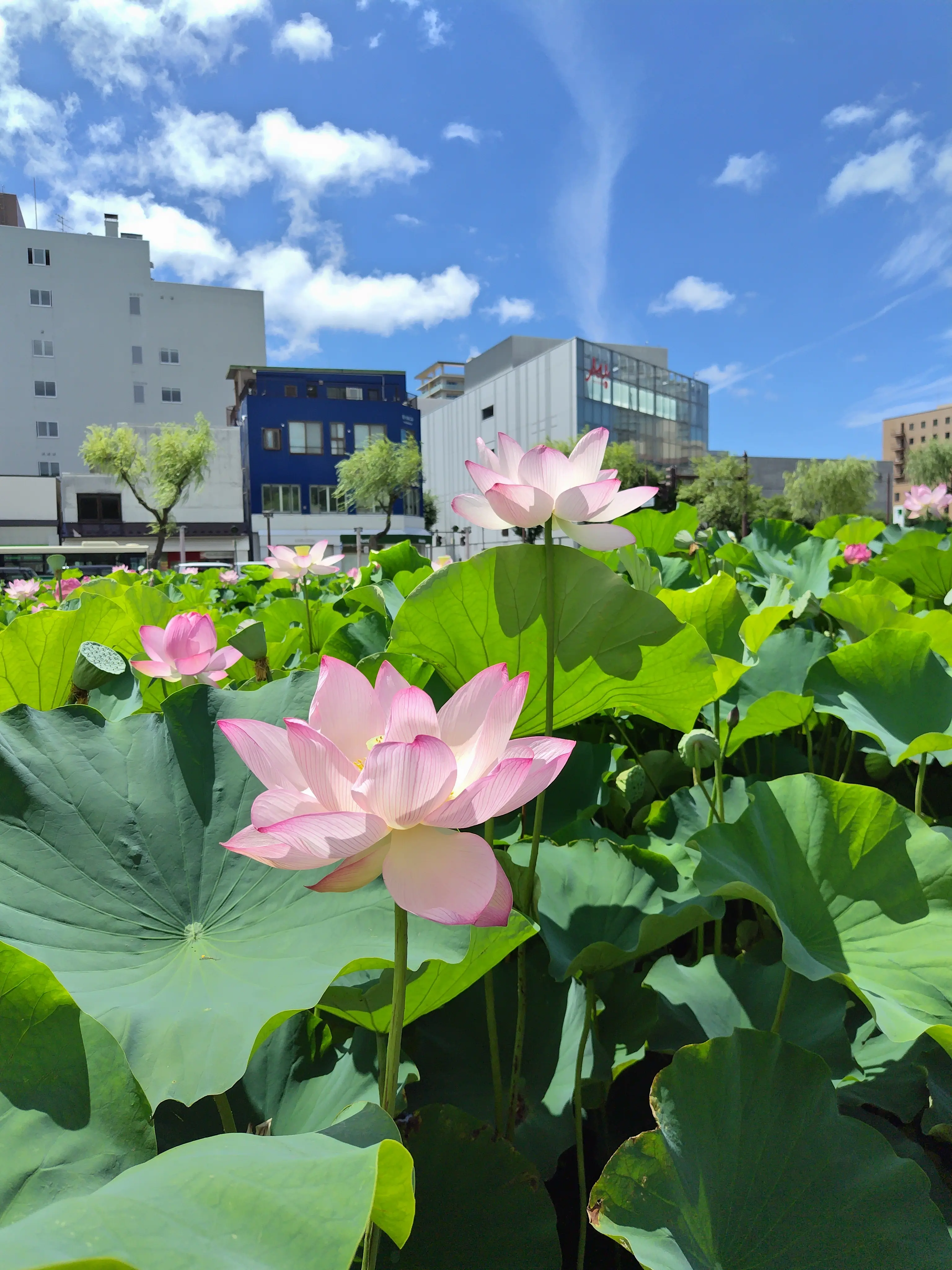 秋田の夏を楽しむ旅🍧　【後編】_1_12