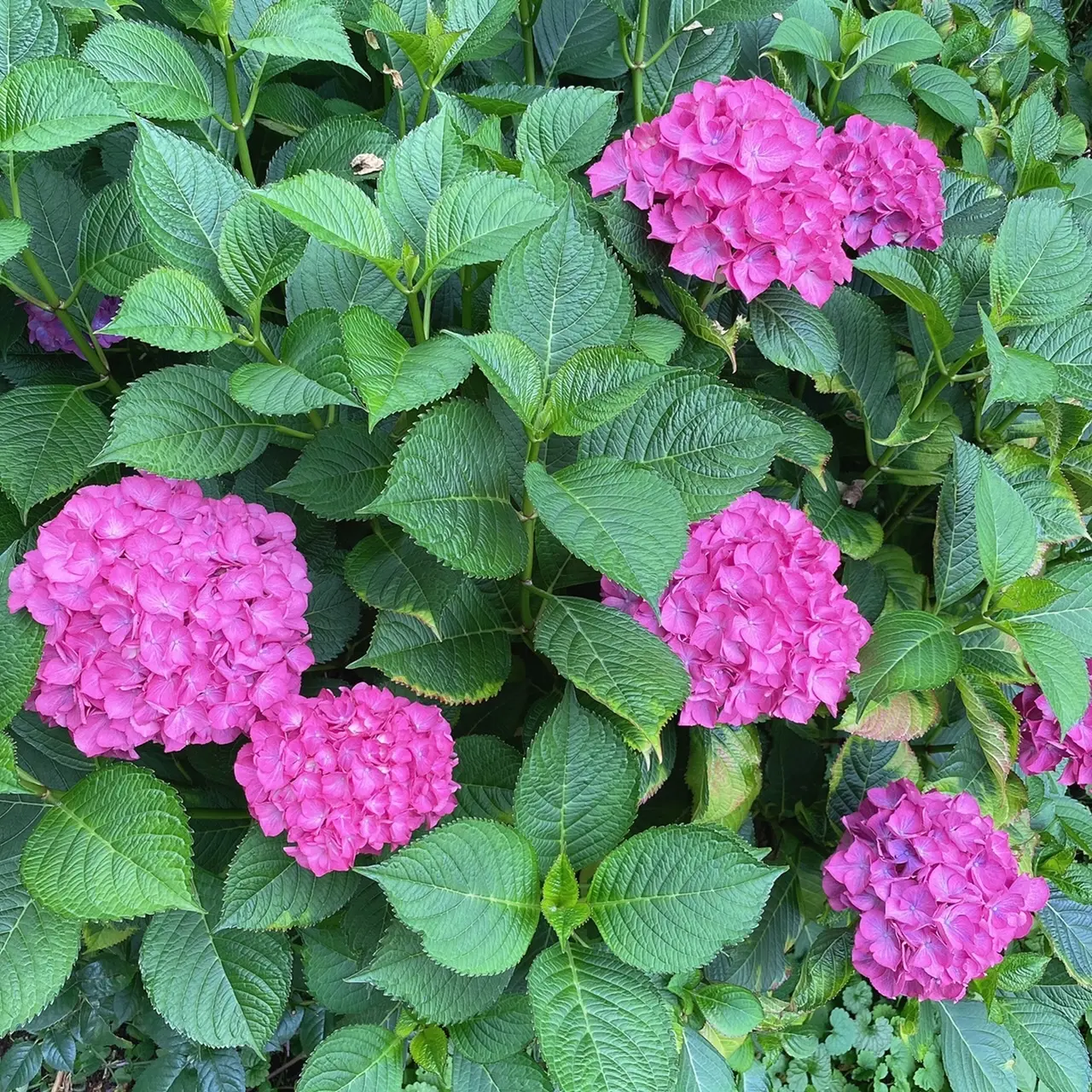 横浜イングリッシュガーデン内の紫陽花