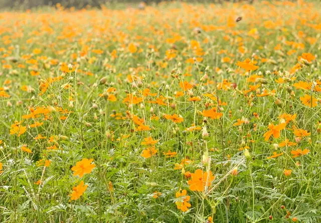 満開のコスモス畑〜私流、お花の撮り方ポイント〜_1_2