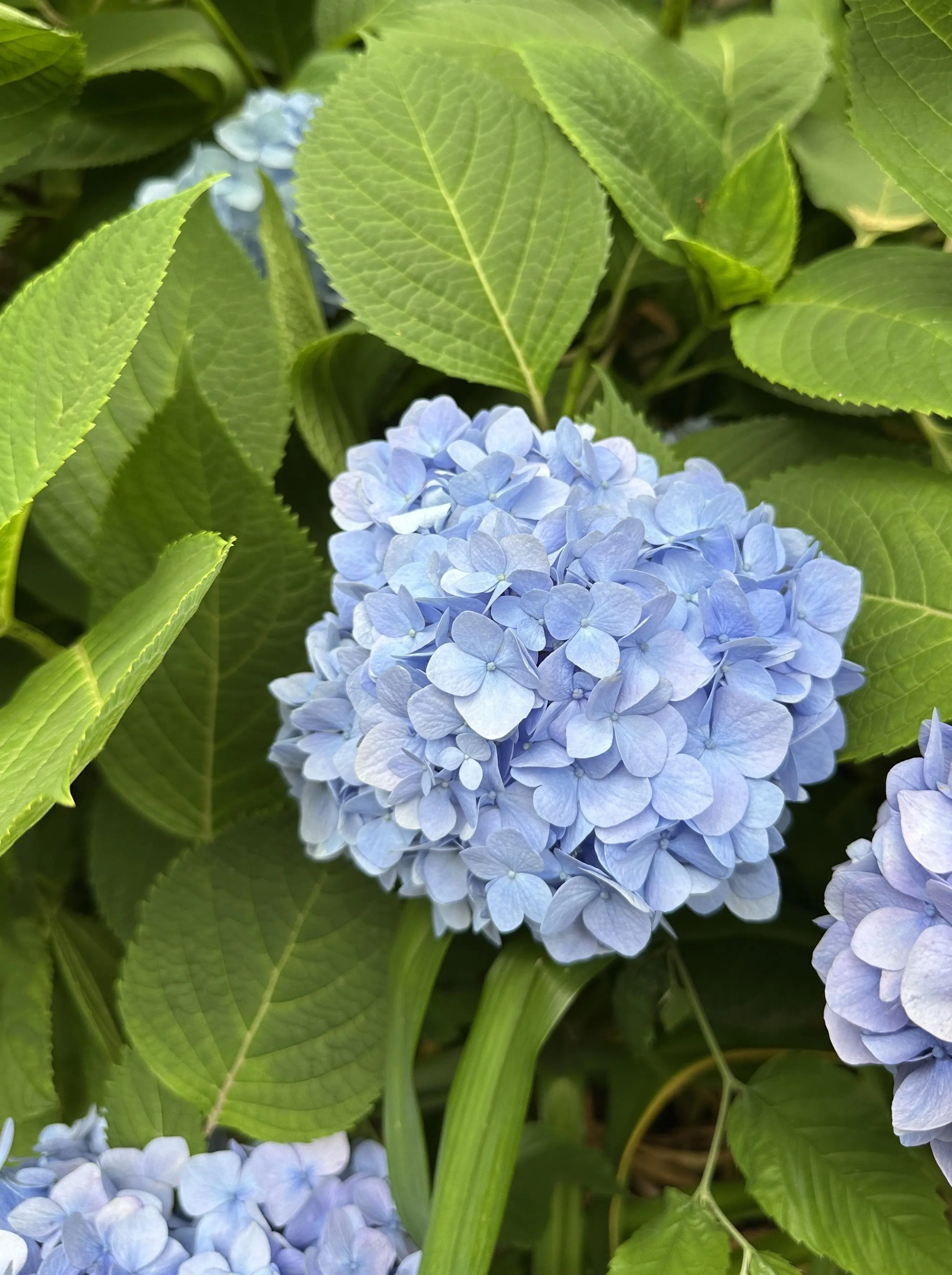 紫陽花　水色