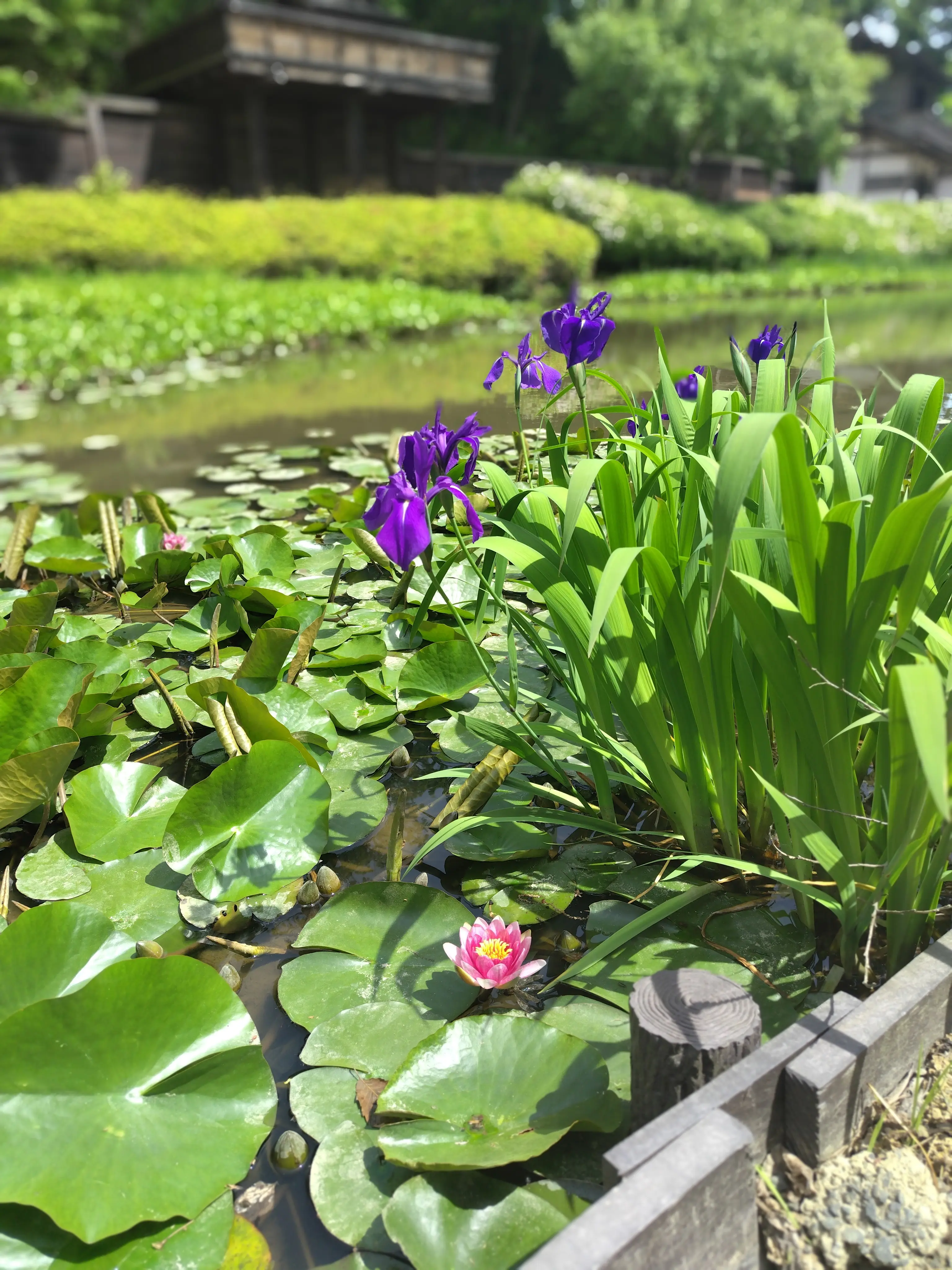 えさし藤原の郷　蓮　カキツバタ