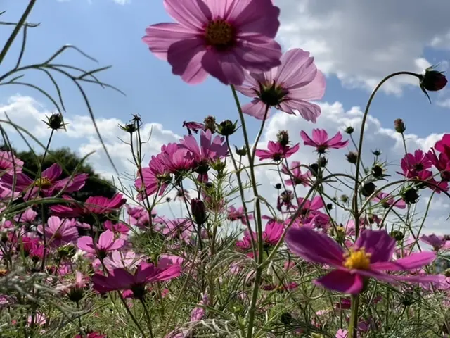 満開のコスモス畑〜私流、お花の撮り方ポイント〜_1_3