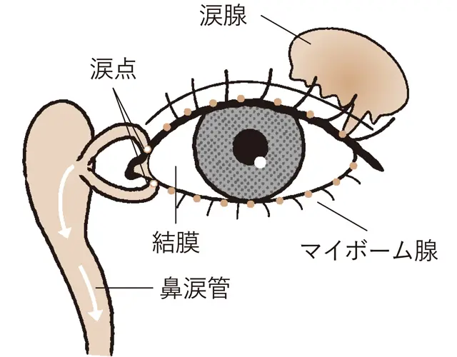 目を潤す涙の3つの層と分泌器官 