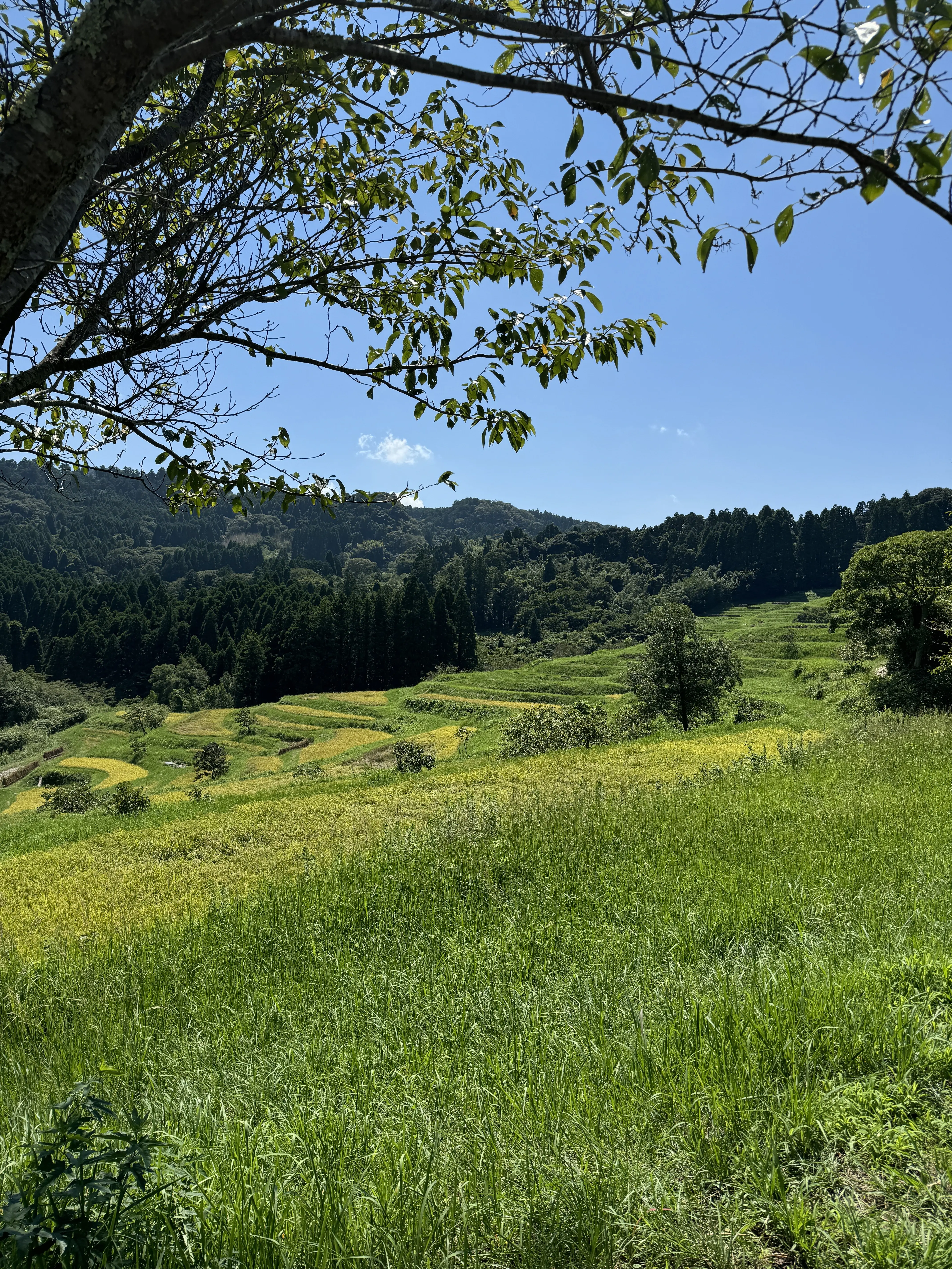 鴨川大山千枚田