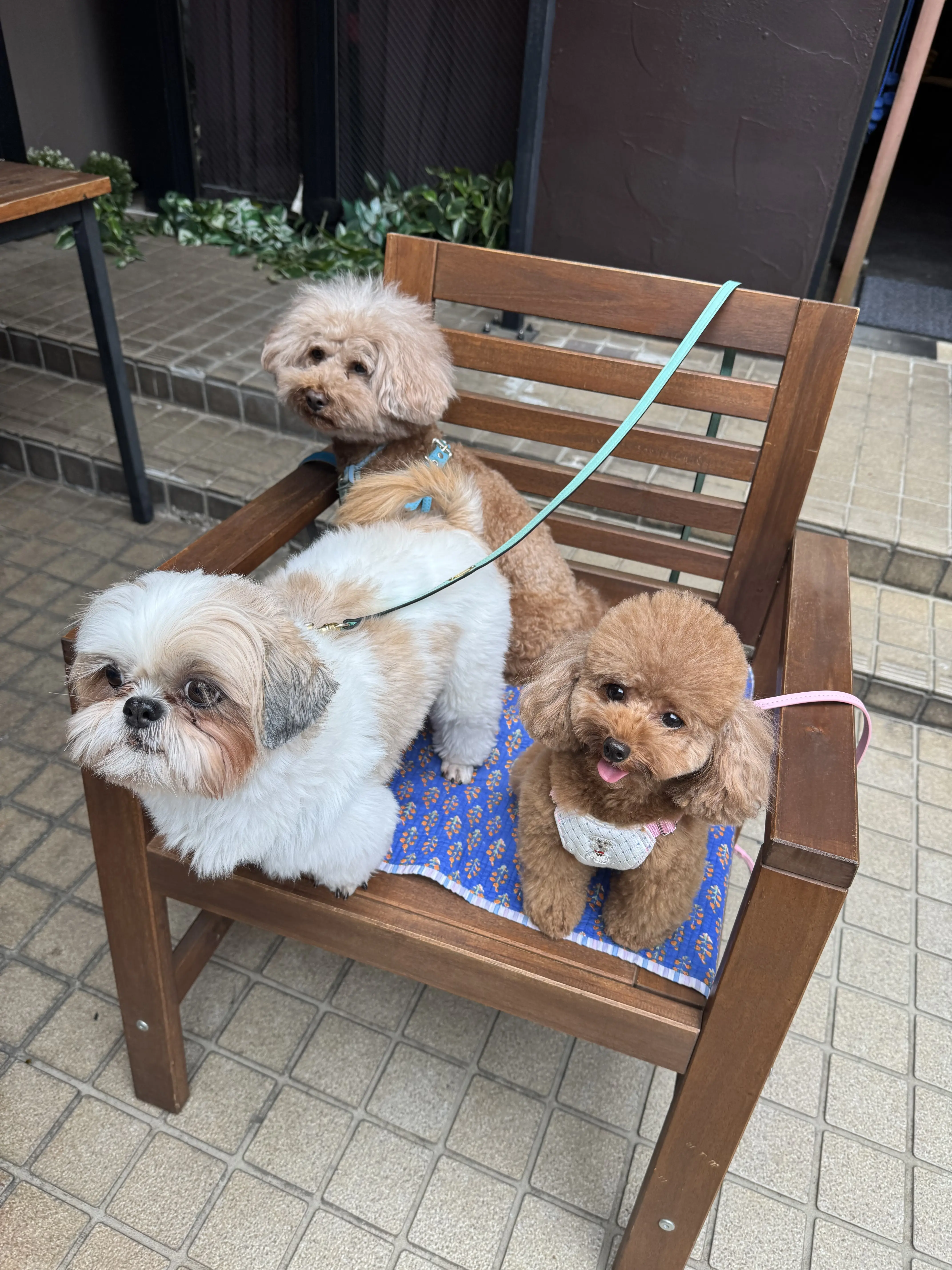 大人スタイルのサロペットstyle_1_11