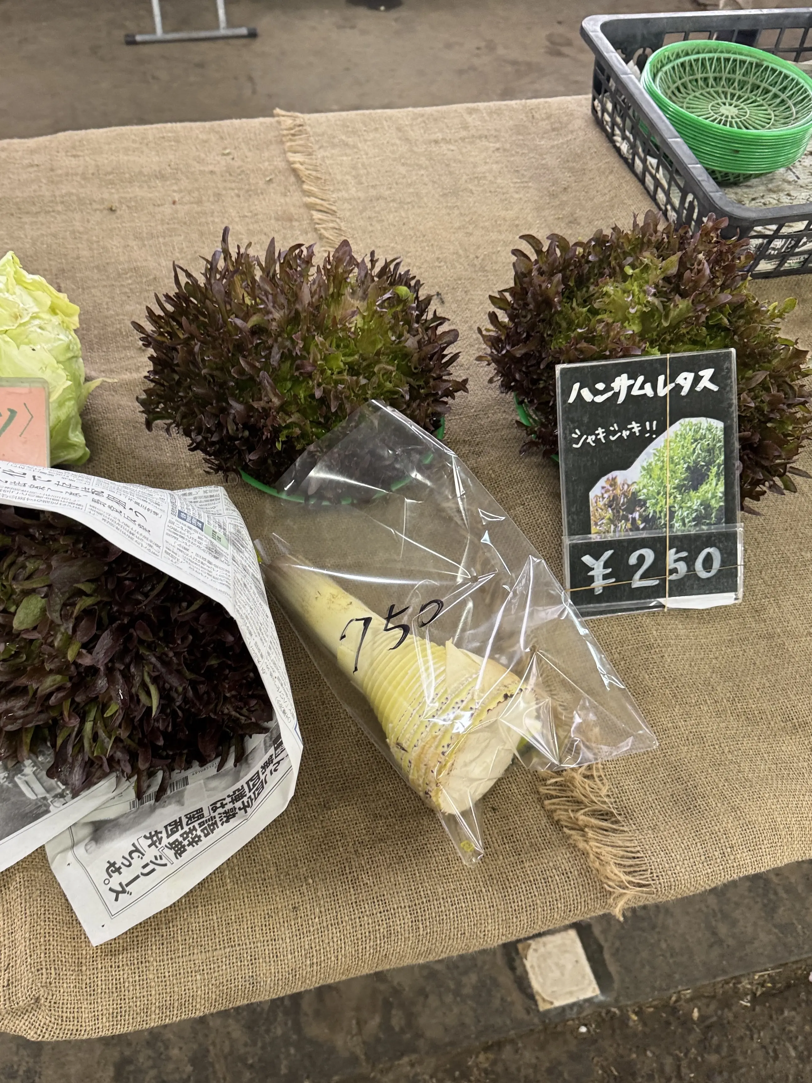 新緑の清々しい風を感じに鎌倉へ🌿_1_17