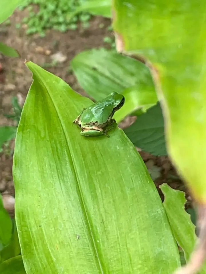 近所で小旅行気分になれる朝いちばんの紫陽花寺散歩_1_3-2