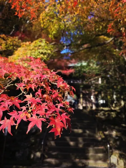 秋の紅葉とランチ_1_4