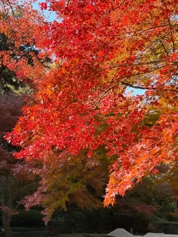 想像以上の絶景に出会えた神奈川の紅葉の見どころ〜北鎌倉・鎌倉編〜_1_1-3
