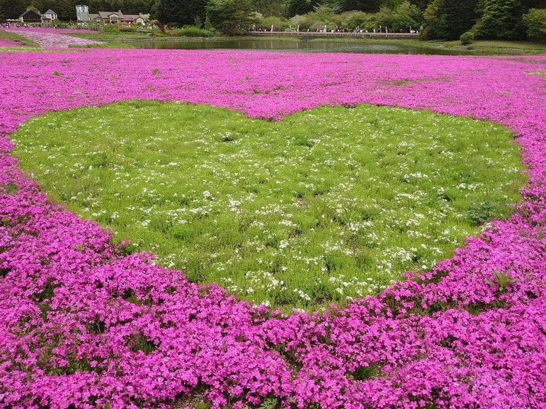 富士芝桜まつり