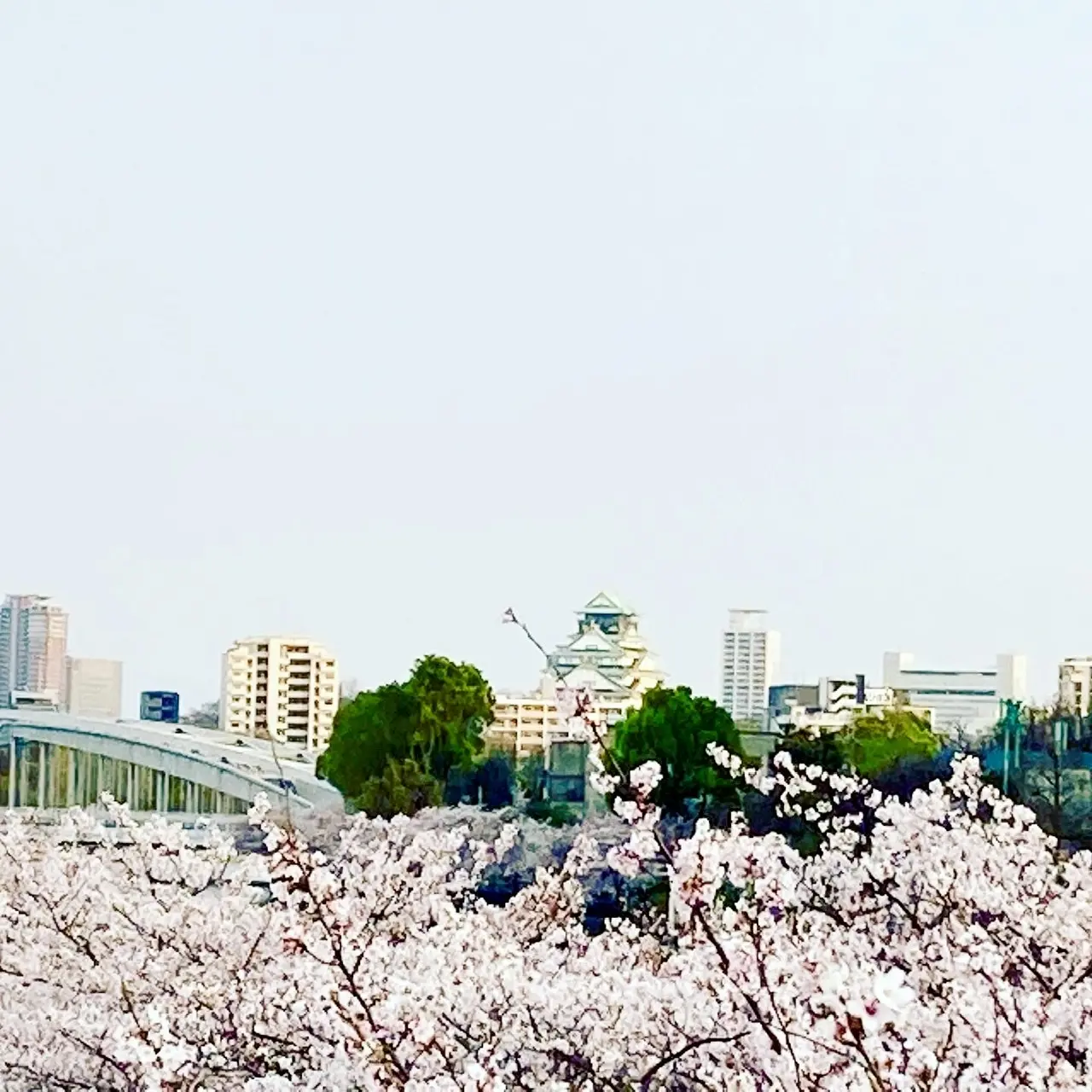 アフタヌーンティーと桜の日♪_1_7