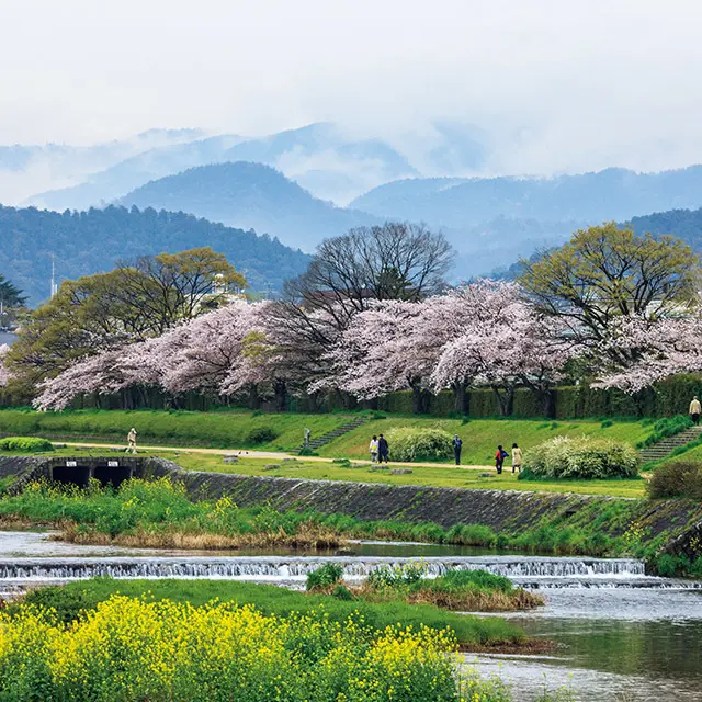「賀茂川の桜」  京都人がこよなく愛する散策路