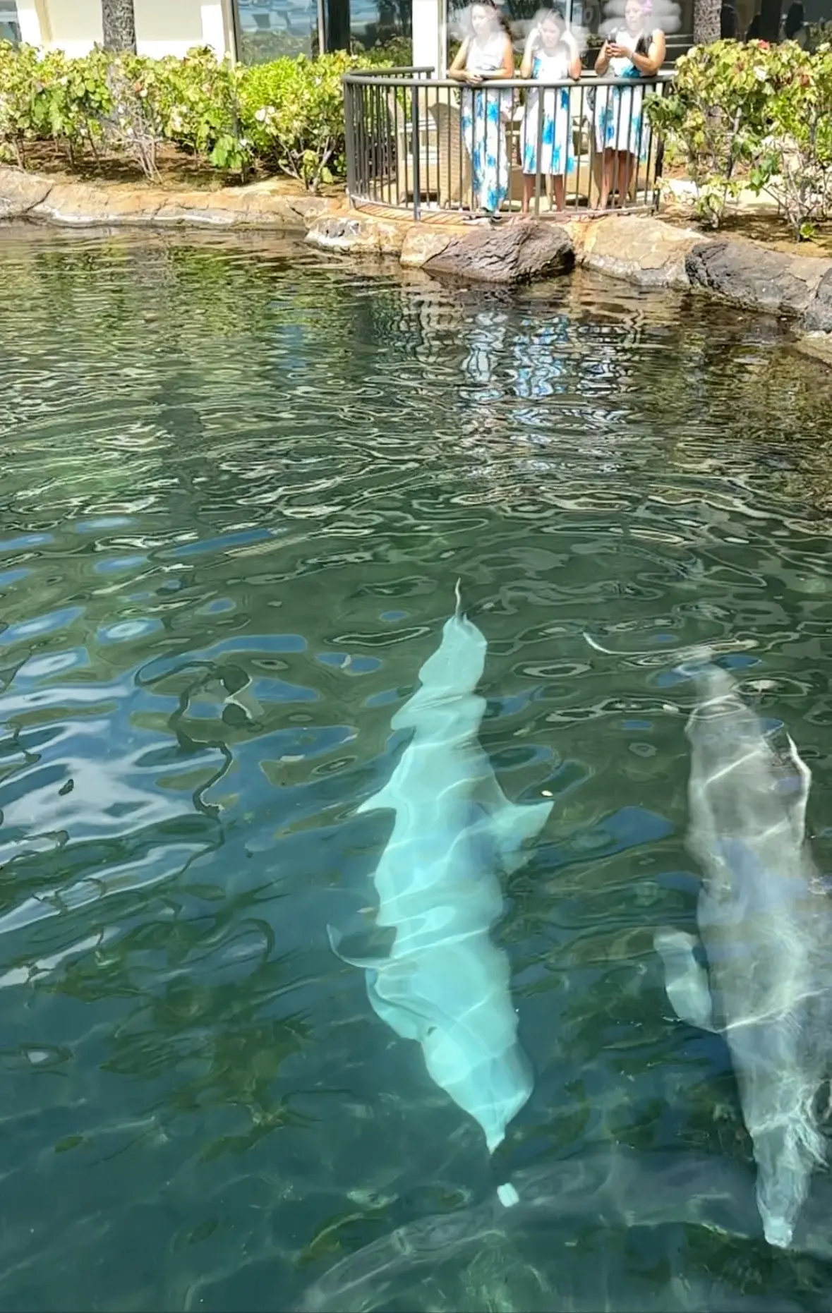 オアフ島へ移動してから_1_19