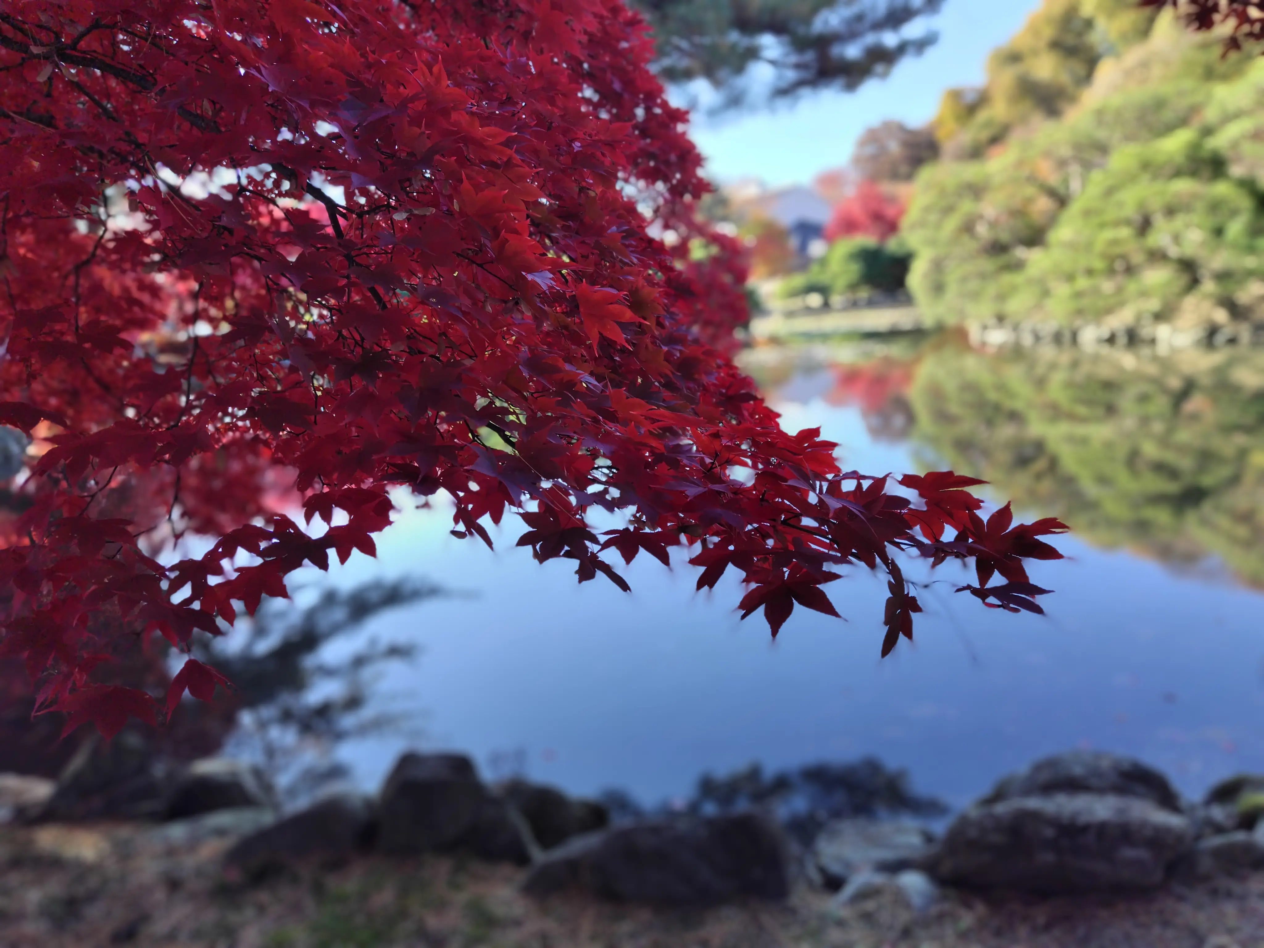 盛岡から、紅葉だよりをお届けします🎵_1_8