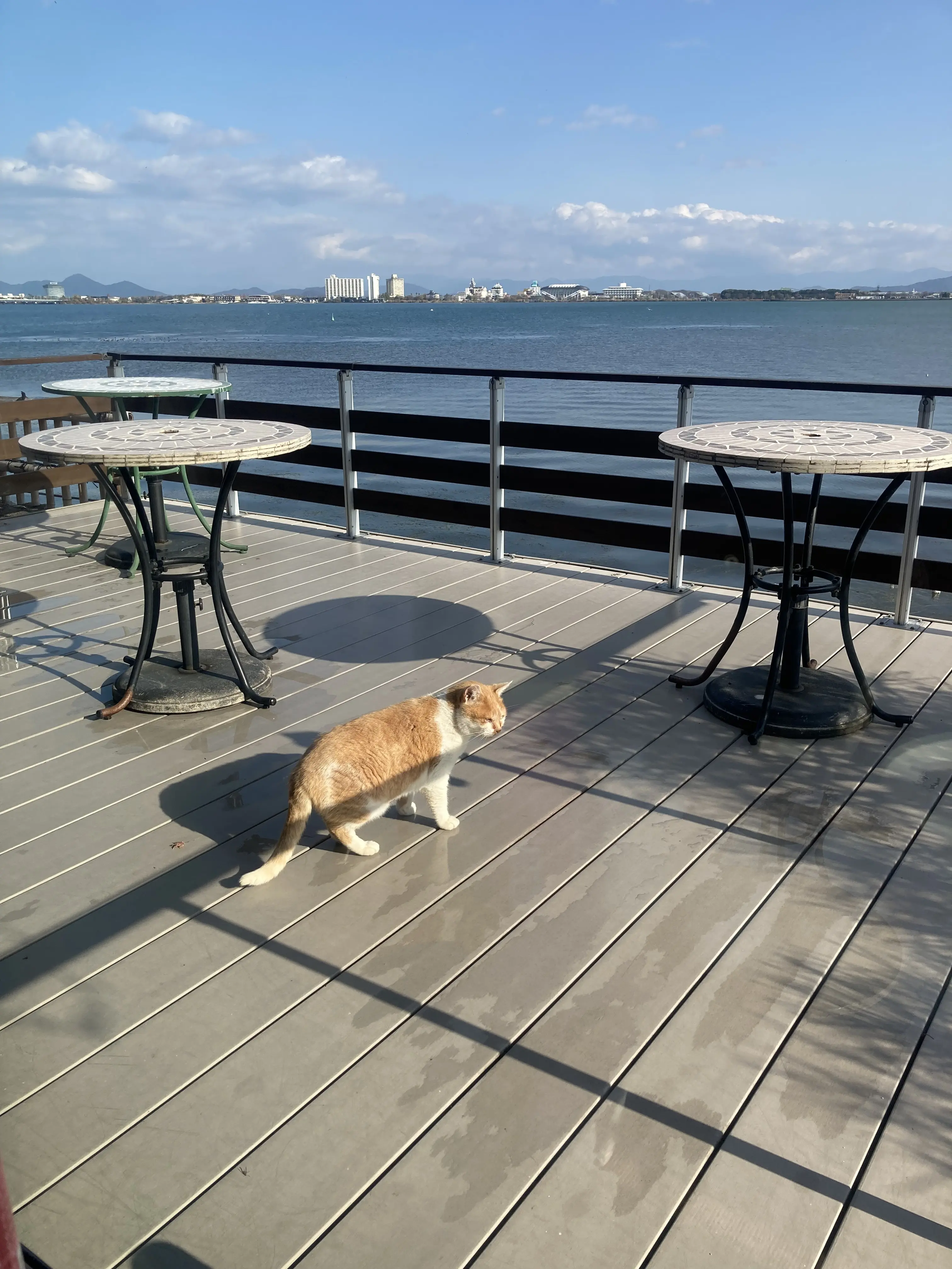 プチ・クリスマス気分を味わいに出かけました。_1_16