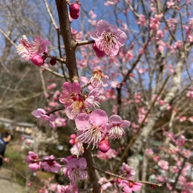 春らしいピンク