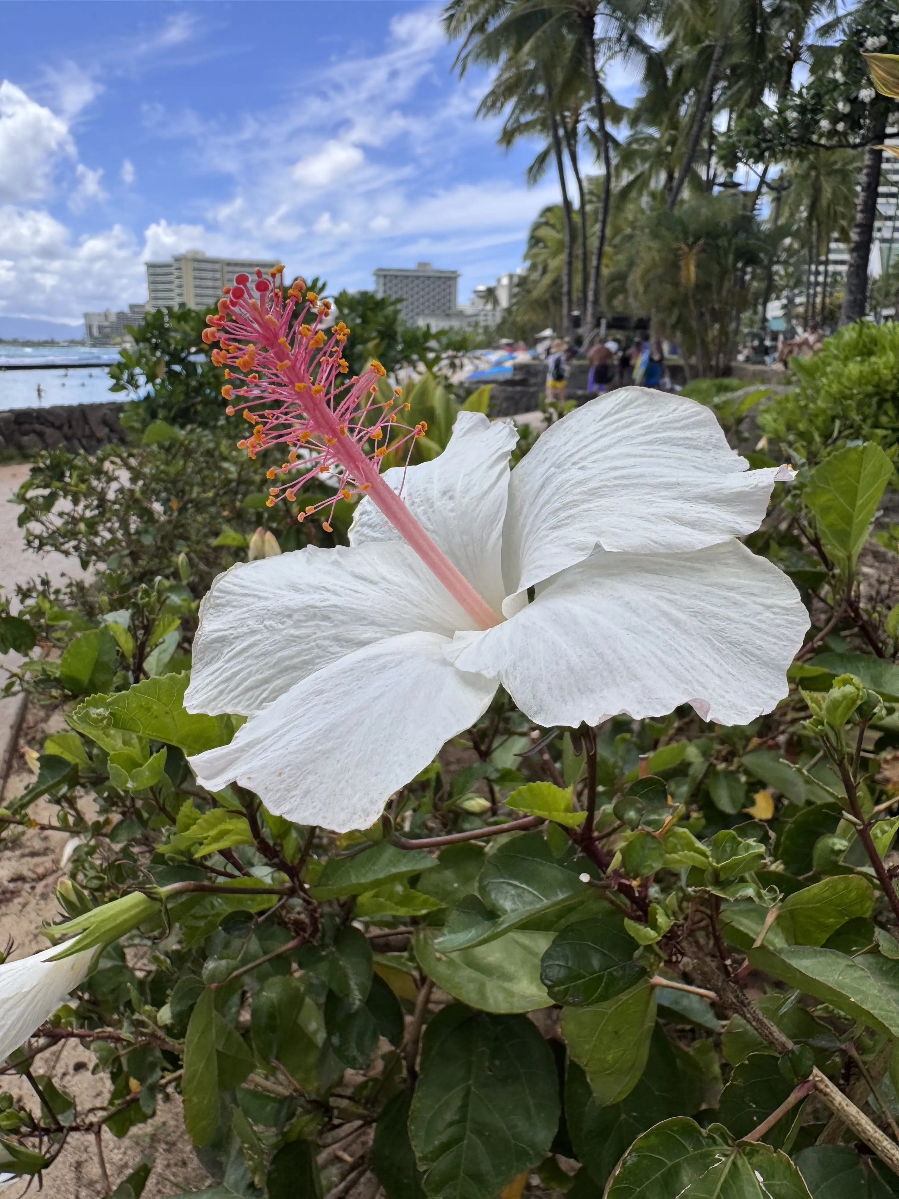 【Hawaii】ハワイを満喫♡大人の過ごし方♪_1_21
