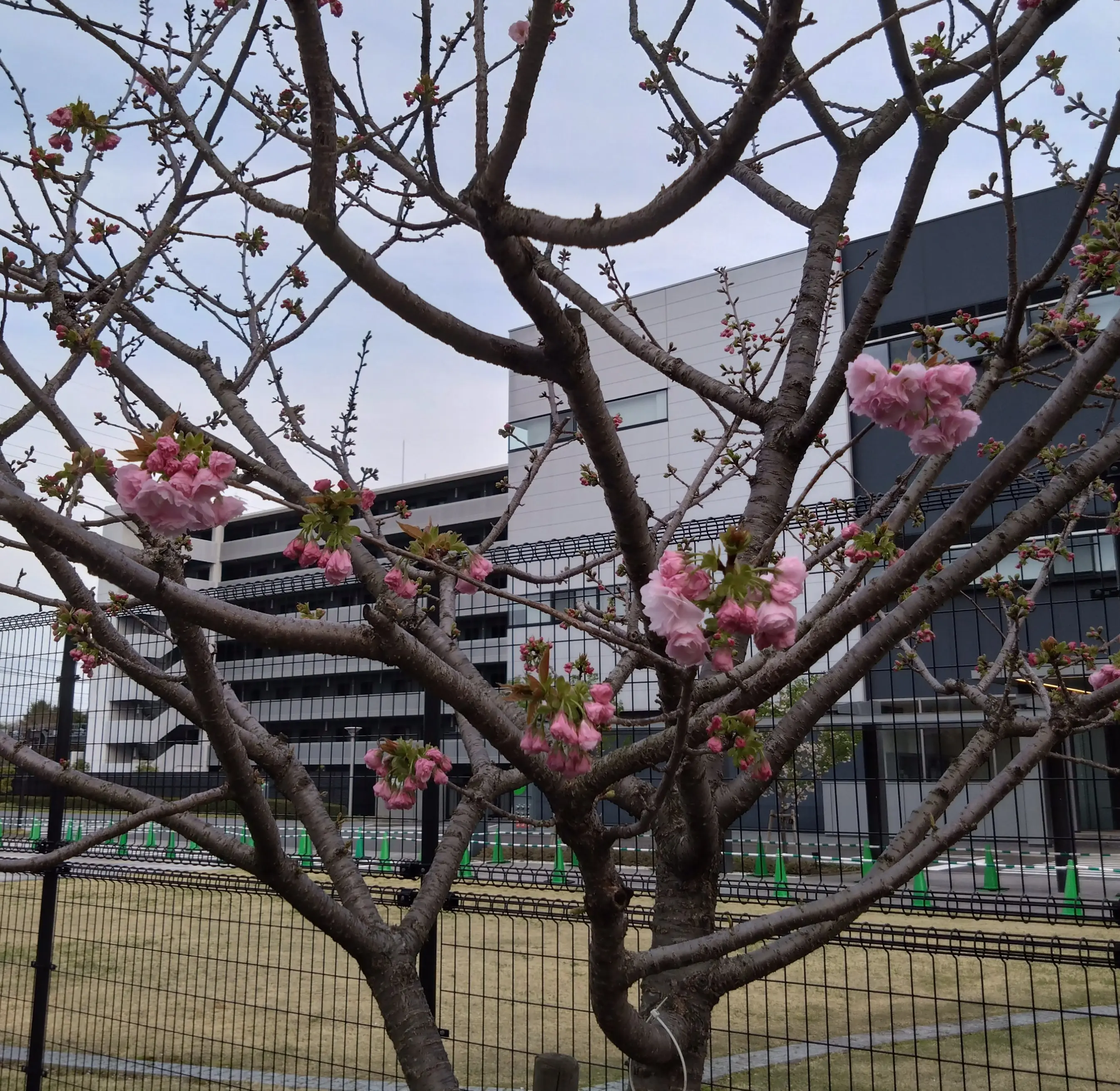造幣局さいたま支局「桜のさんぽ道」_1_4-2
