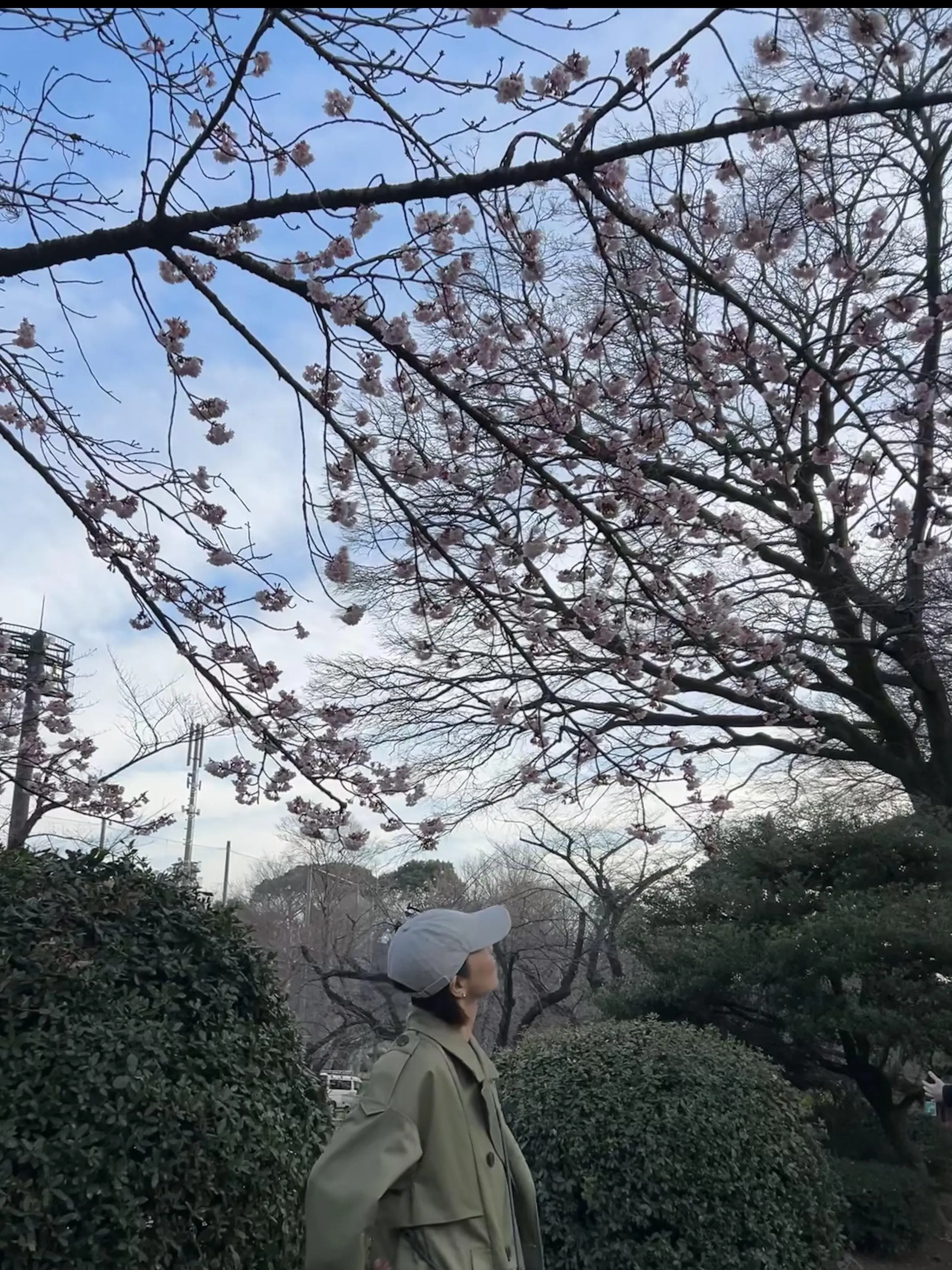 寒桜