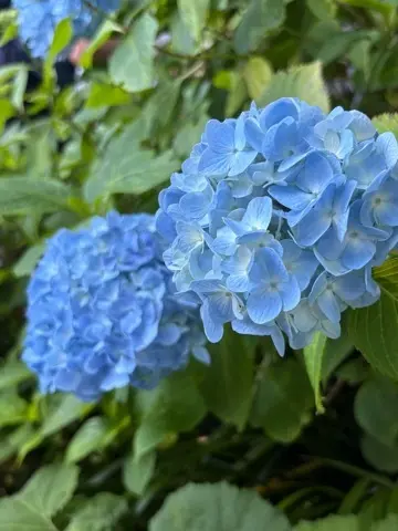 鎌倉紫陽花と続・続・最後から二番目の恋ロケ地巡り_1_2-3