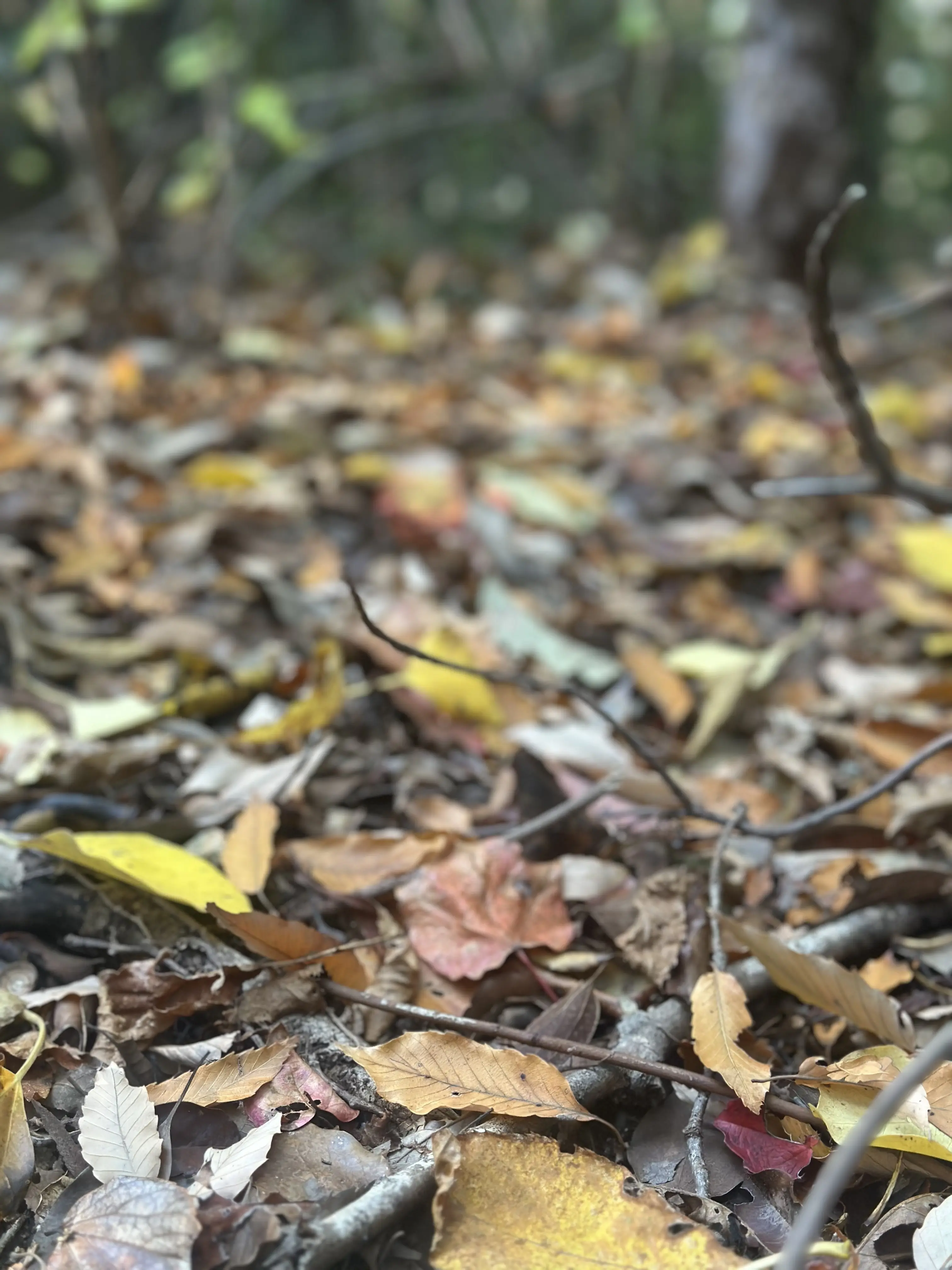 秋の好日、紅葉散る前に・・・。_1_6