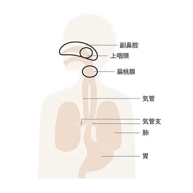 咳が止まらない、イガイガする、痰が切れない……多種多様な喉トラブル、どこからくるの！_1_9