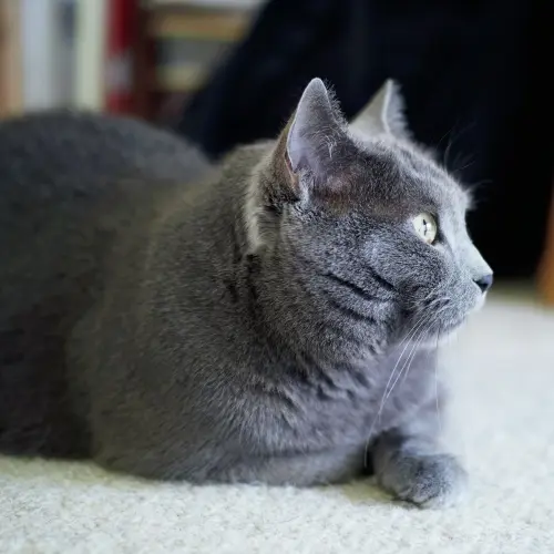 あの人の溺愛ねこ図鑑 第7回】鹿島 茂さんの愛猫は美しい