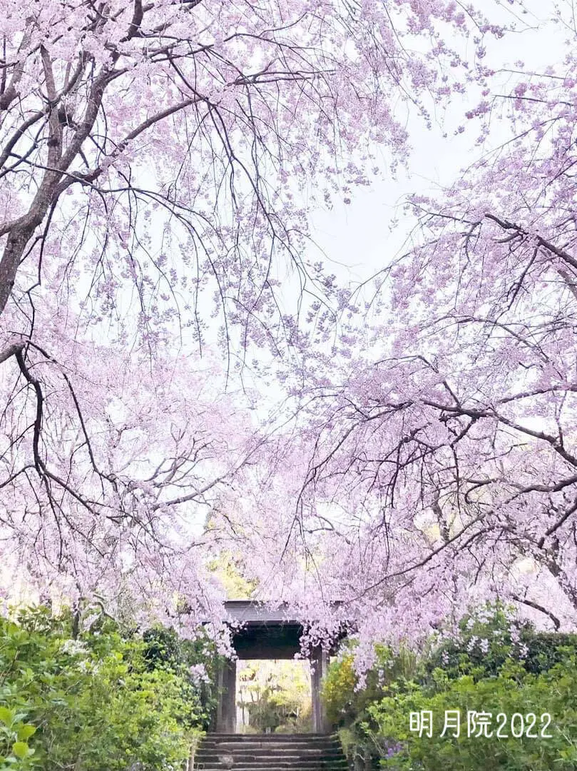「鎌倉さんぽ」桜の季節とお気に入りの茶寮_1_6