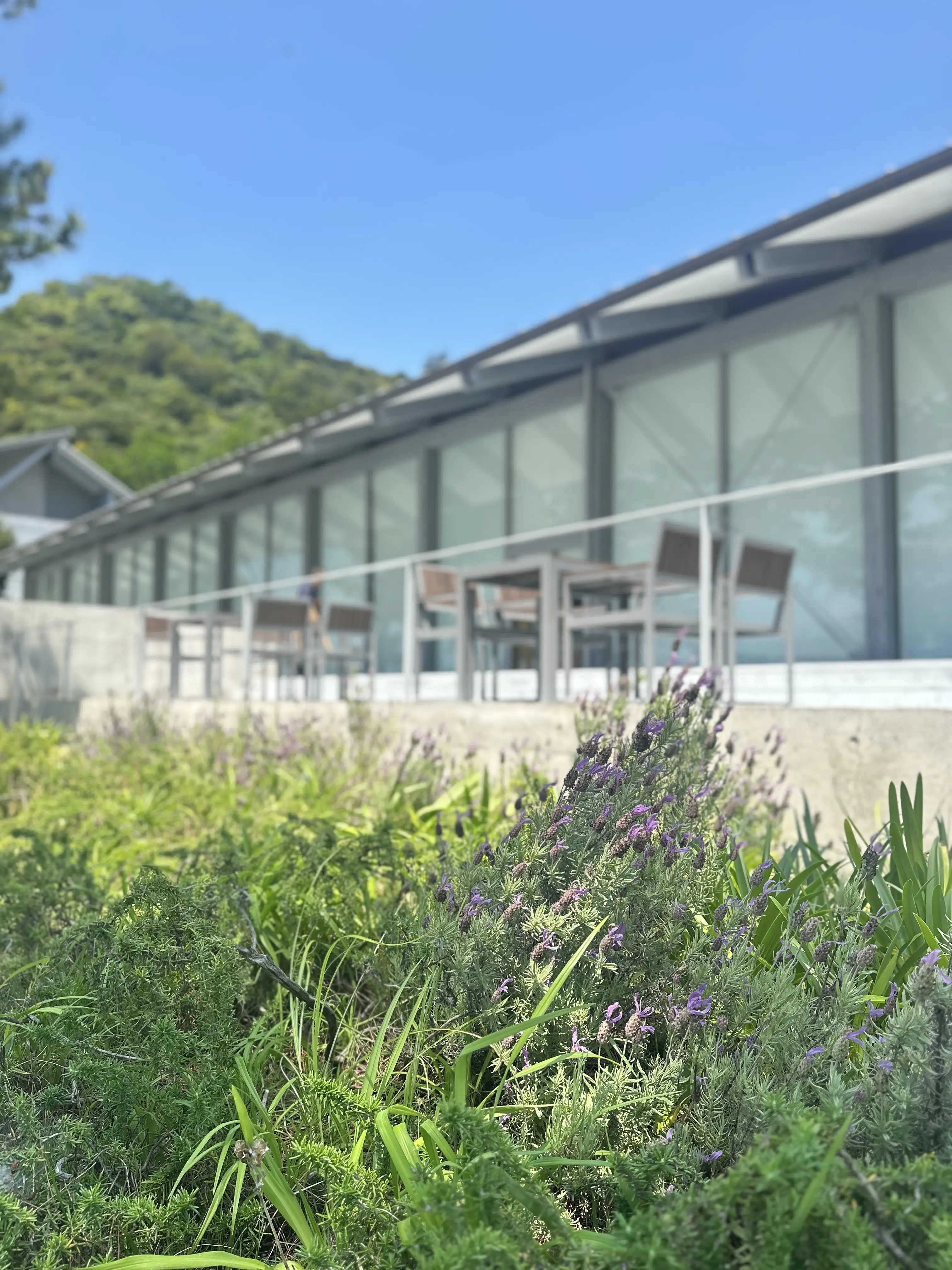 【母妹と直島アートの旅　DAY2】_1_7