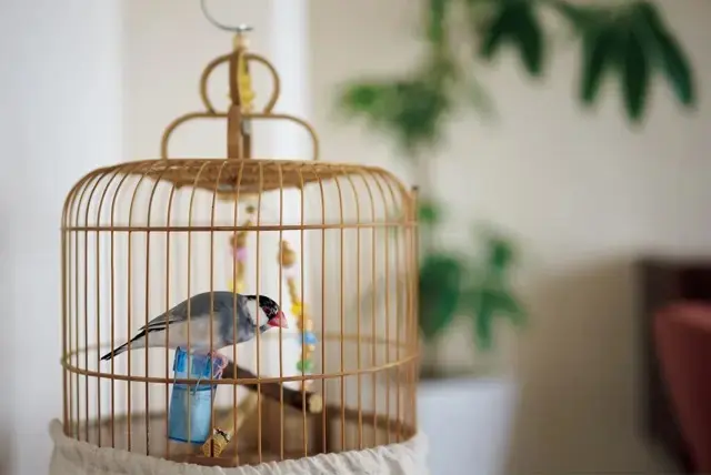 飼っている文鳥のグレーの羽とピンクのくちばしと、持っていたアートから、行正さんがこの家のキーカラーを提案した