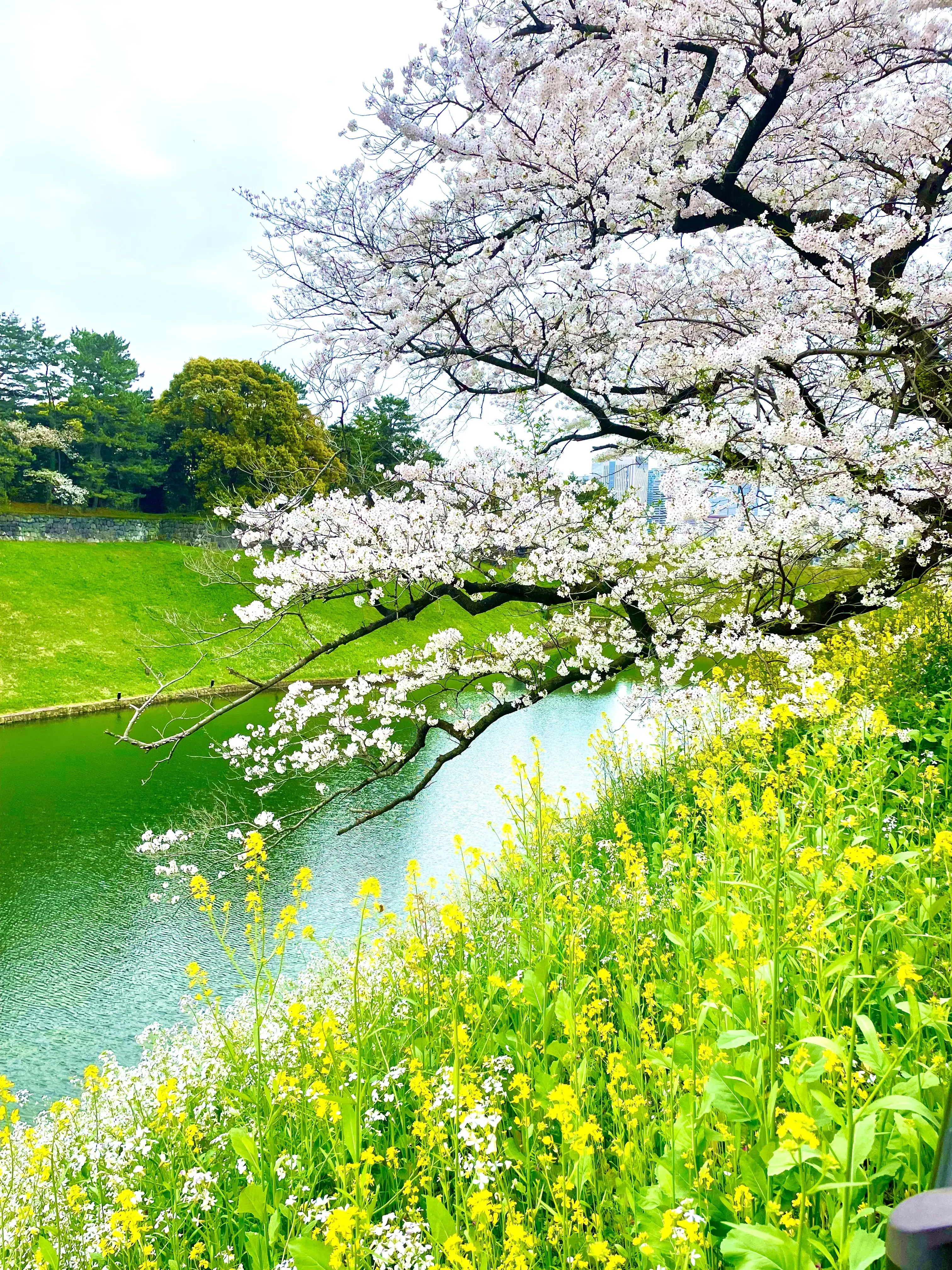 春、桜、お花見、、千鳥ヶ淵、九段下、半蔵門、4月、お花見名所、名所、撮影スポット、絶景、菜の花、桜&amp;菜の花、桜と菜の花