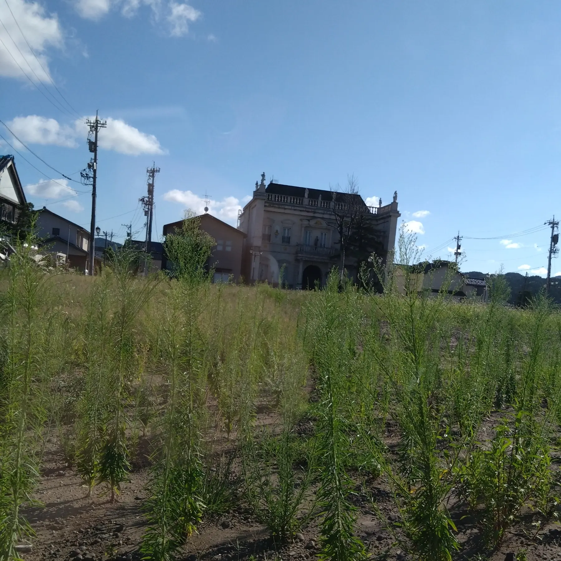 朝市通り
