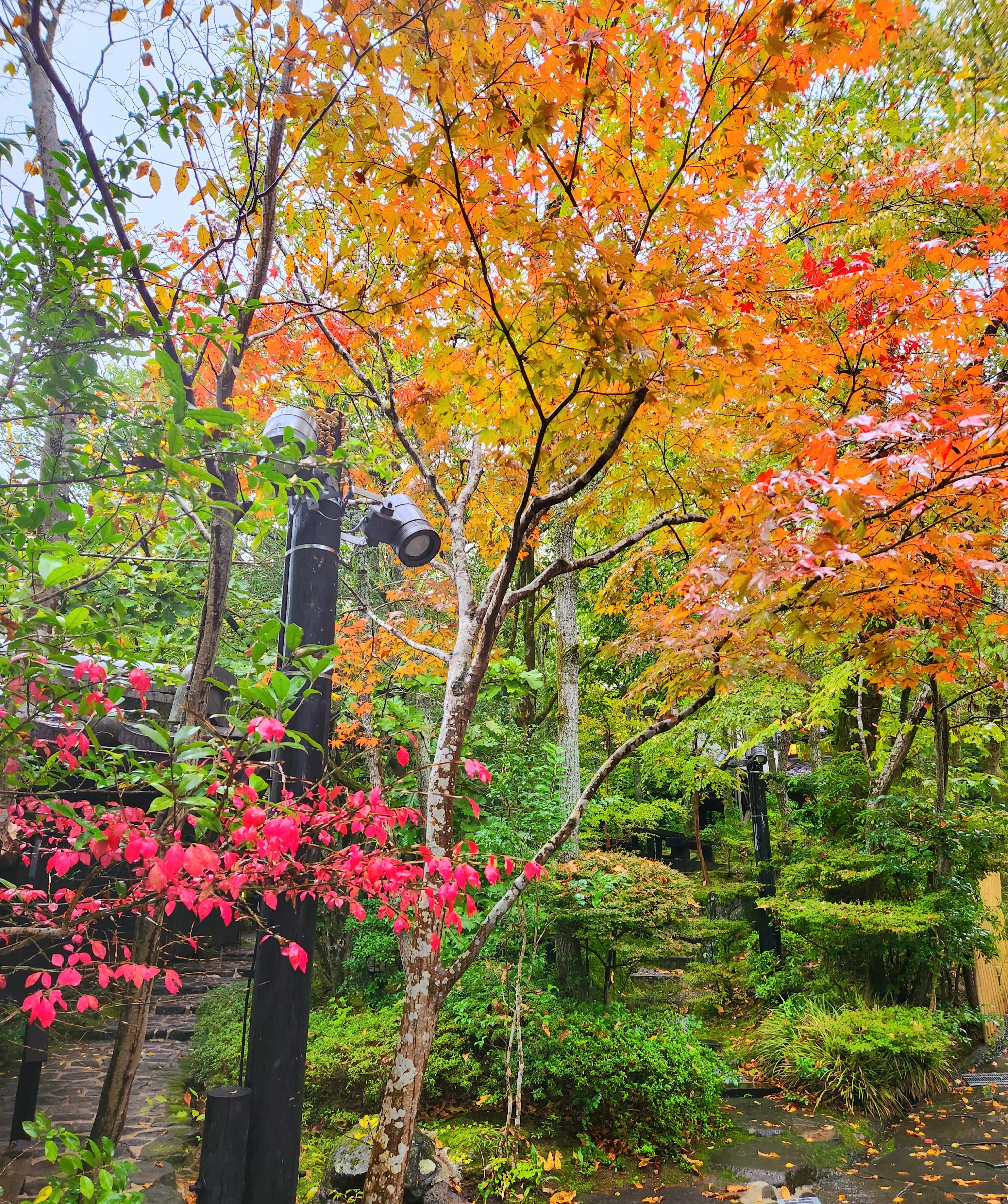 ホテル敷地内の紅葉も綺麗でした。