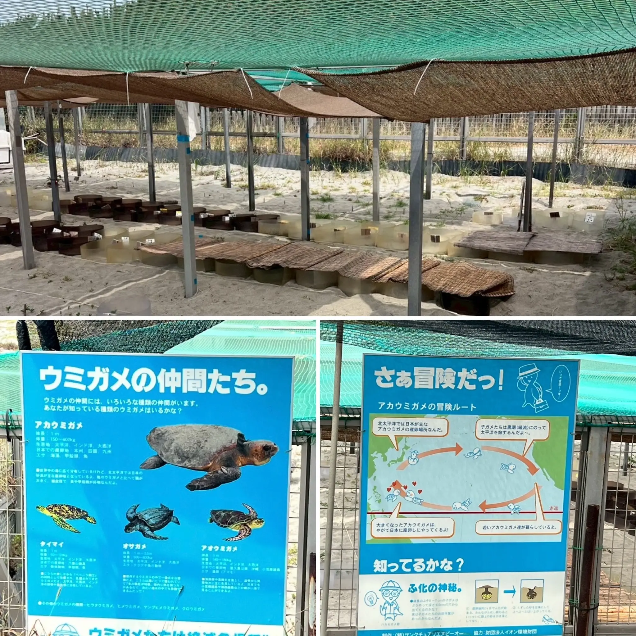 ウミガメ孵化小屋