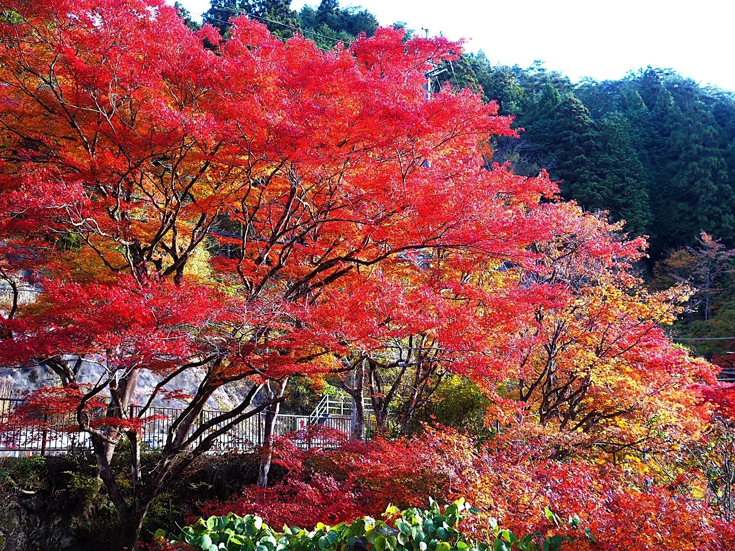 UNIQLOボアカーディガンで、人気の紅葉スポットで秋満喫_1_4