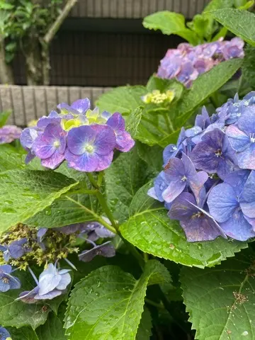 紫陽花鑑賞　今年は..._1_2-1