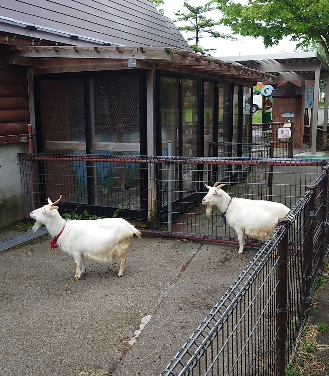ヤギ